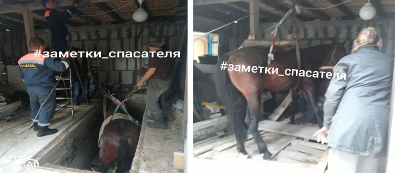 Спасатели достали из ямы коня