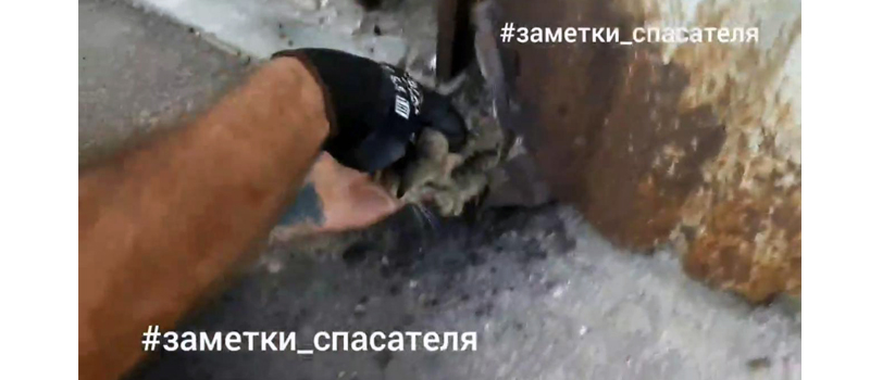 Спасатели достали застрявшего в стене котёнка