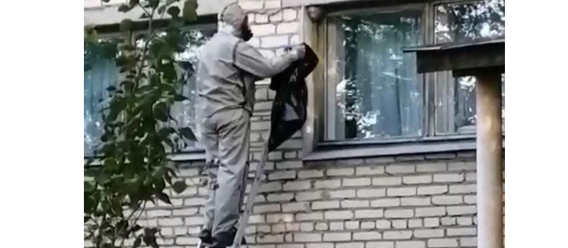 Осиное гнездо  обезврежено